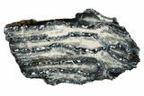 Mammoth Molar Slice with Case - South Carolina #266459-1